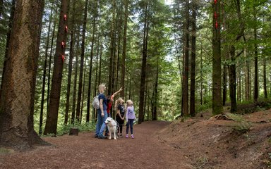 Family walking through a forest pointing at artwork in the trees