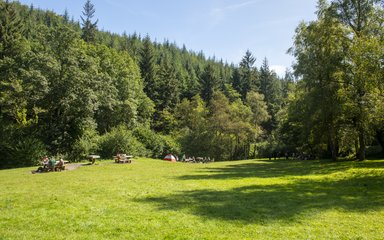 A wide grassed meadow surrounded by high forest