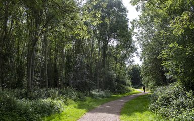 A forest track through a mixed forest