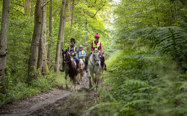 A group of horse riders in a forest