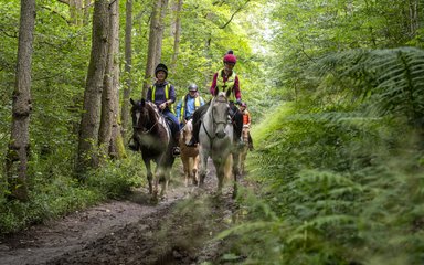 Horse riders on a forest track
