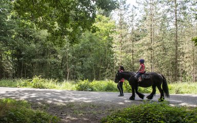Pony with child rider being led along a forest road