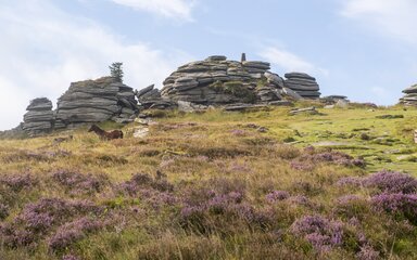 Looking uphill towards Bellever Tor with flowering heather in the foreground