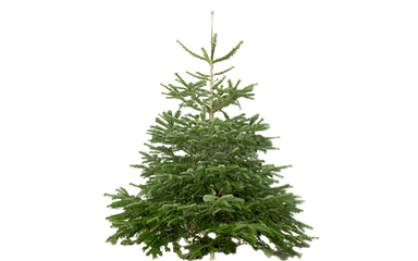 Nordmann Fir