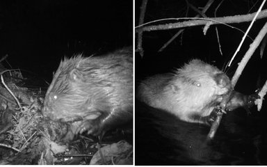 Black and white photos of beavers in the Forest of Dean