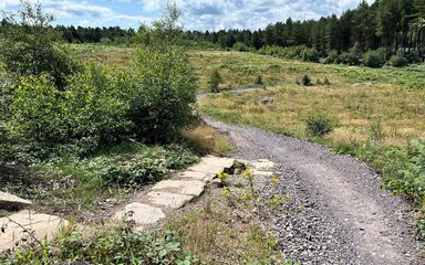 a section of trail through a forest