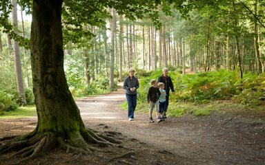 Family walking through pine forest