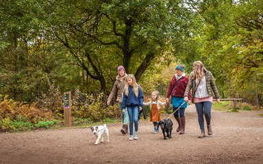 Group dog walking