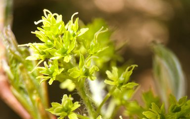 flowers of accer amamiense at Westonbirt