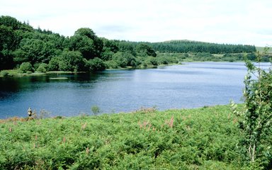 Reservoir surrounded by forest