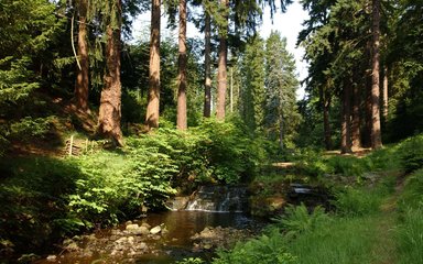 Fir trees by stream