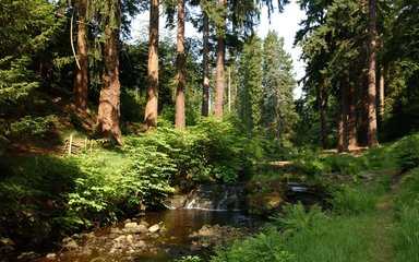 Fir trees by stream 