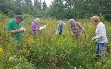 A group of volunteers are stood amoung tall wildflowers with pieces of paper in hand to survey what flora and fauna there is