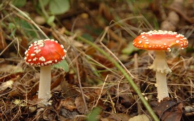 Two mushrooms with white stalks and red caps spotted with white, growing on the forest floor.