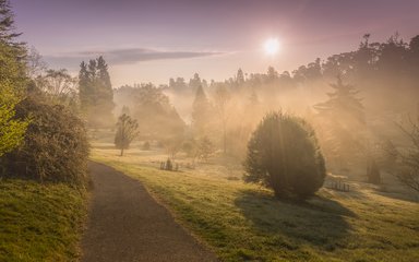 Foggy forest Bedgebury  