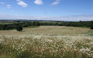 Meadow of white wild flowers with blue sky 