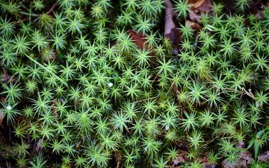 Sphagnum moss on the forest floor with some fallen leaves