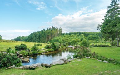 Lake in front of forest landscape on a sunny day