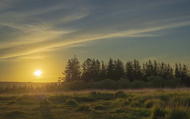 Yellow sun setting next to row of trees