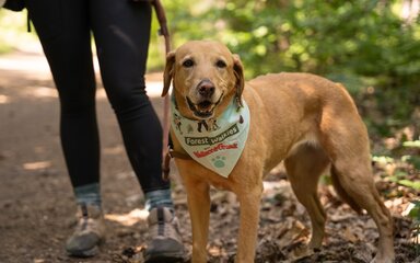 A golden Labrador on a lead wearing a bandana around its neck saying 'forest walkies'