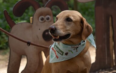 A Golden Labrador wearing a Forest Walkies-branded bandana, standing in front of a large panel shaped like a dog.