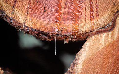 Tree sap dripping from a chopped down tree trunk