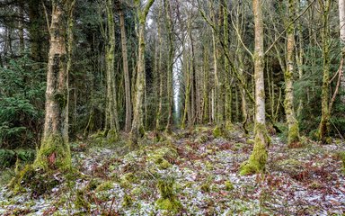 Frost covered moss on forest floor with lines of trees in the distance 