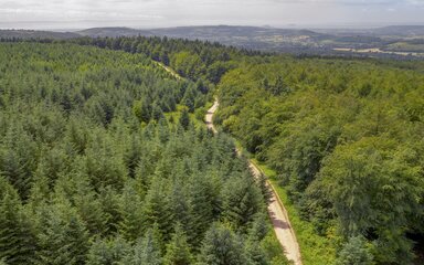 Long walking path running through forest