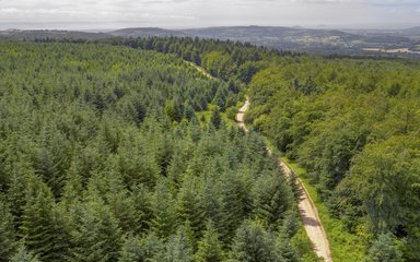 Long walking path running through forest