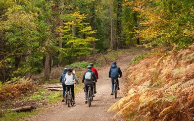 Seen from behind, a group of five cyclists on a path in the forest, surrounded by autumn foliage.