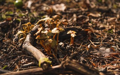 Fungi on a forest floor covered in fallen autumn leaves.