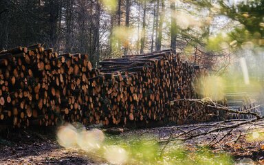A large pile of logs on the forest floor during autumn