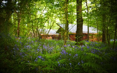 Forest Holidays cabin nestled in the wood