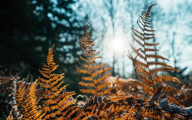 Golden ferns silhouetted against a winter sky.