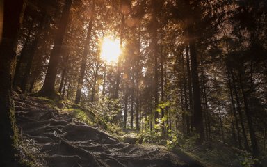 Sun beams through trees