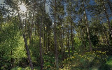 Sunlight through forest trees