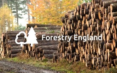 Forestry England Log Pile