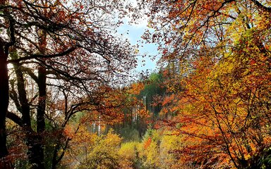 Trees in forest