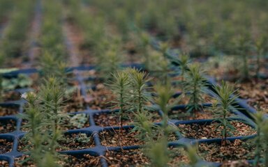 Planted trees in nursery