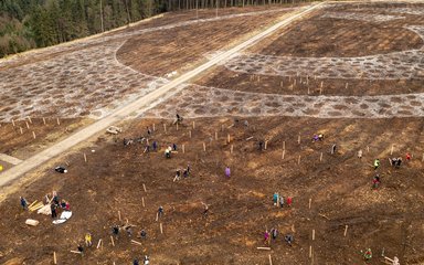 Groups planting trees in the forest