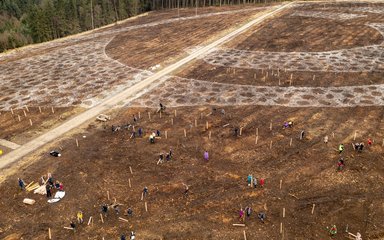 Groups planting trees in the forest