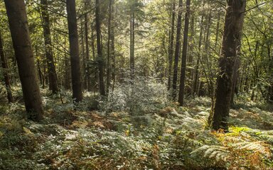 Trees in forest
