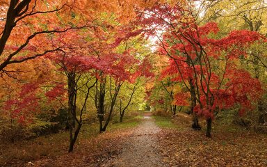 Tress in forest