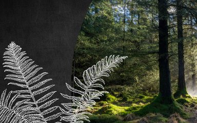 Woman walking through the forest towards sunbeams 