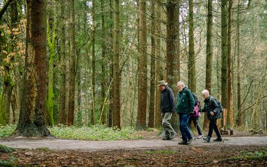 A group of four people are walking along a path in a forest