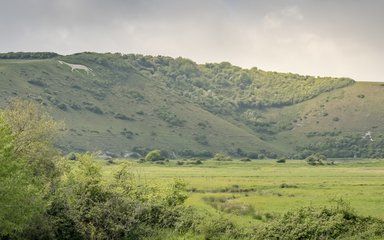 White horse view at Friston Forest 