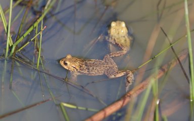 Two frogs in a pond
