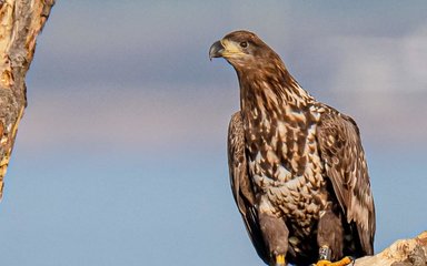 close up of juvenile white-tailed eagle