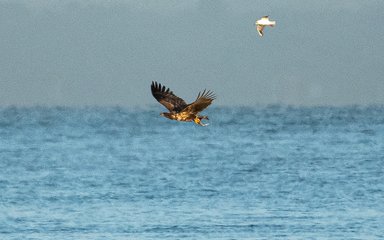 Eagle catching fish with gull in tow