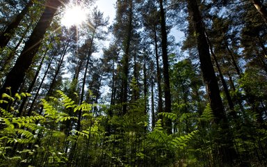 Trees at Beechenhurst 